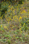 Roan Mountain goldenrod